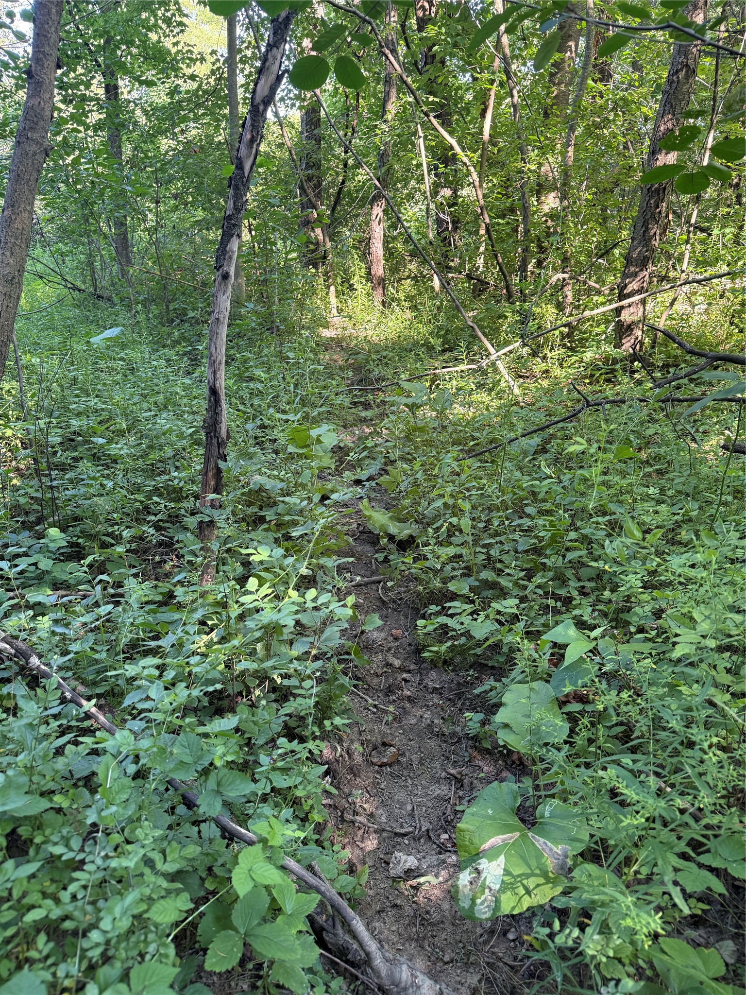 5460 Pinetree Road McKean, PA 16426 - Photo 4 of 18 a view of a lush green forest