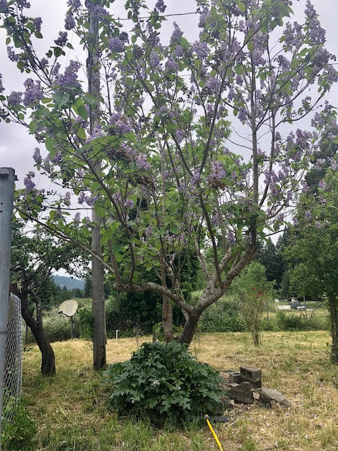 503 North Road Scotia, CA 95565 - Photo 16 of 25 Front-yard tree in bloom