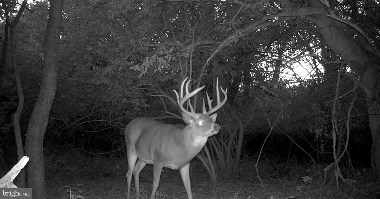 181 Fort Road Bernville, PA 19506 - Photo 43 of 43 Trail cam