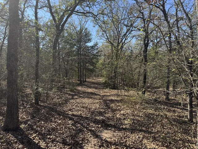 a view of a yard with trees