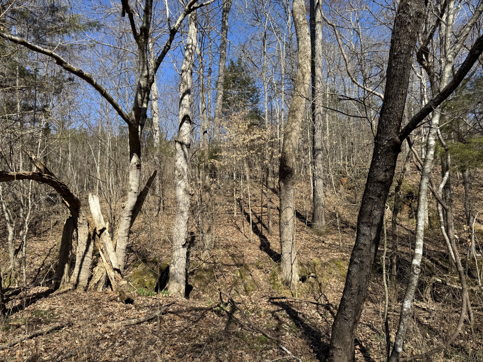0 Corlew Road Charlotte, TN 37036 - Photo 3 of 6 a view of a yard with trees
