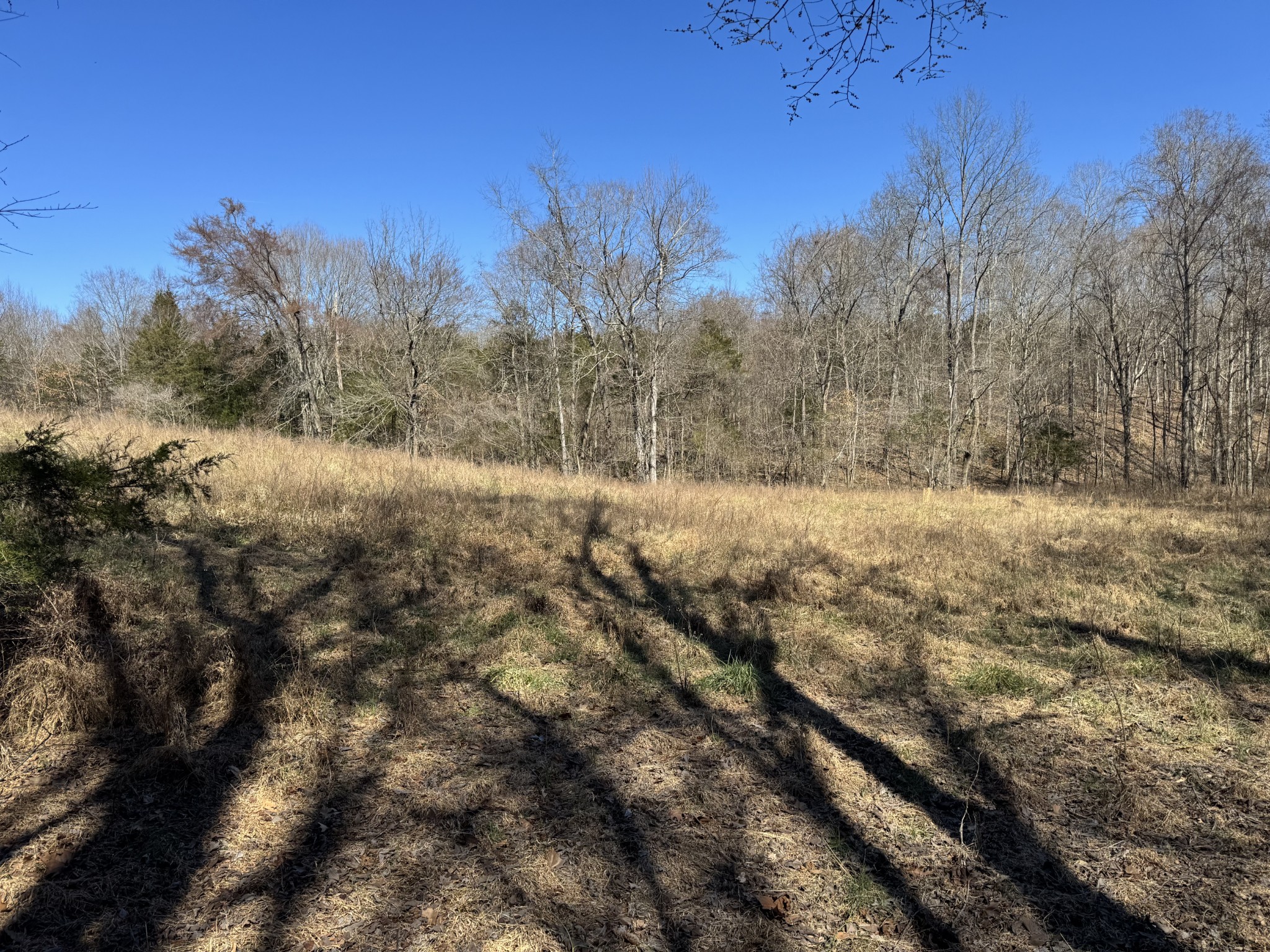 0 Corlew Road Charlotte, TN 37036 - Photo 4 of 6 a view of a yard with trees in the background