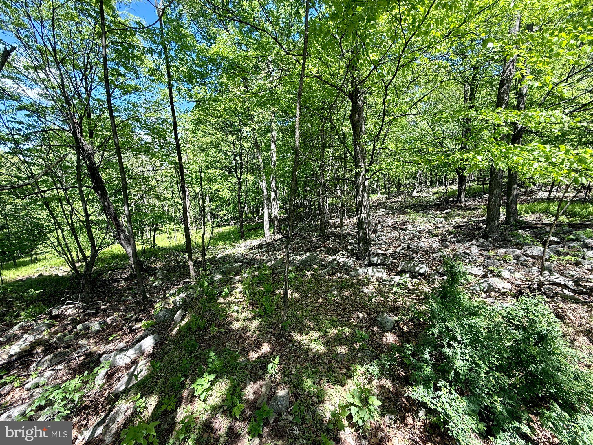 115 River Ridge Yellow Spring, WV 26865 - Photo 24 of 25 Lush woodland retreat awaits exploration.