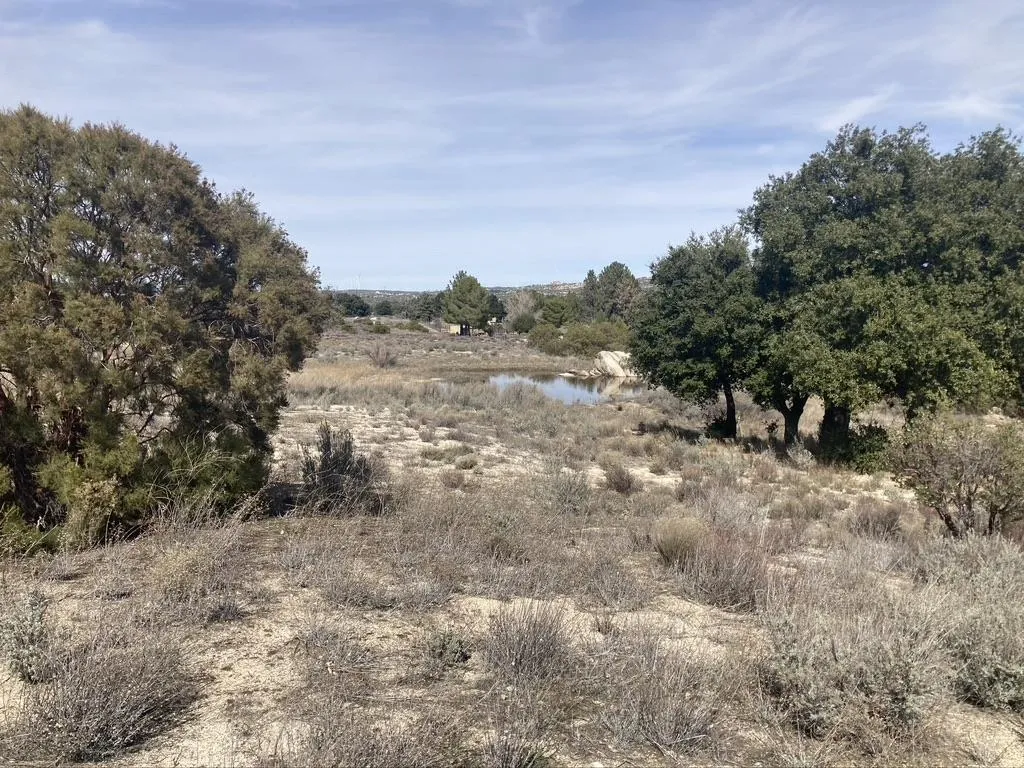 2782 Ribbonwood Road Boulevard, CA 91905 - Photo 3 of 24 a view of a dry yard with trees