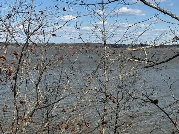 a view of a dry yard with lots of trees
