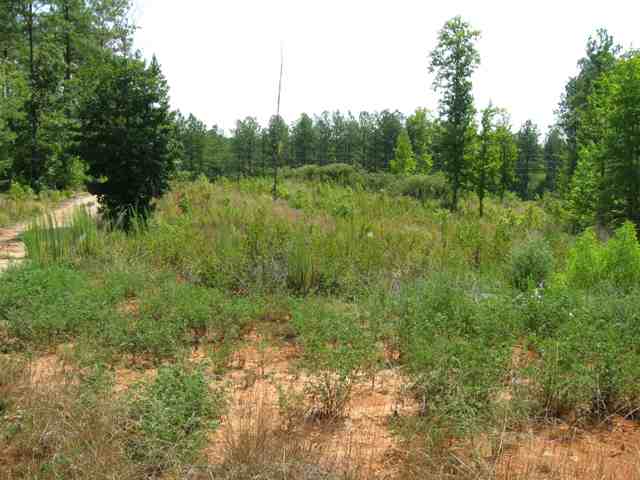 1287 Cannon Bottom Road Belton, SC 29627 - Photo 3 of 12