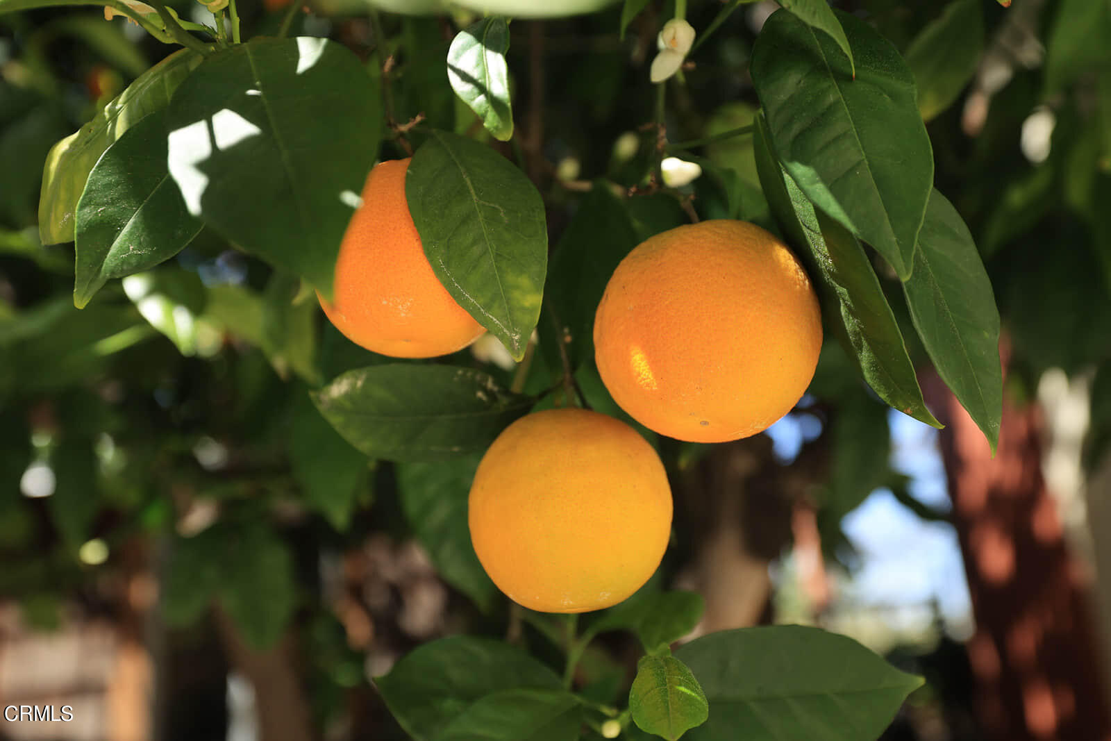 2844 Alta Terrace La Crescenta, CA 91214 - Photo 50 of 61 MLS_51