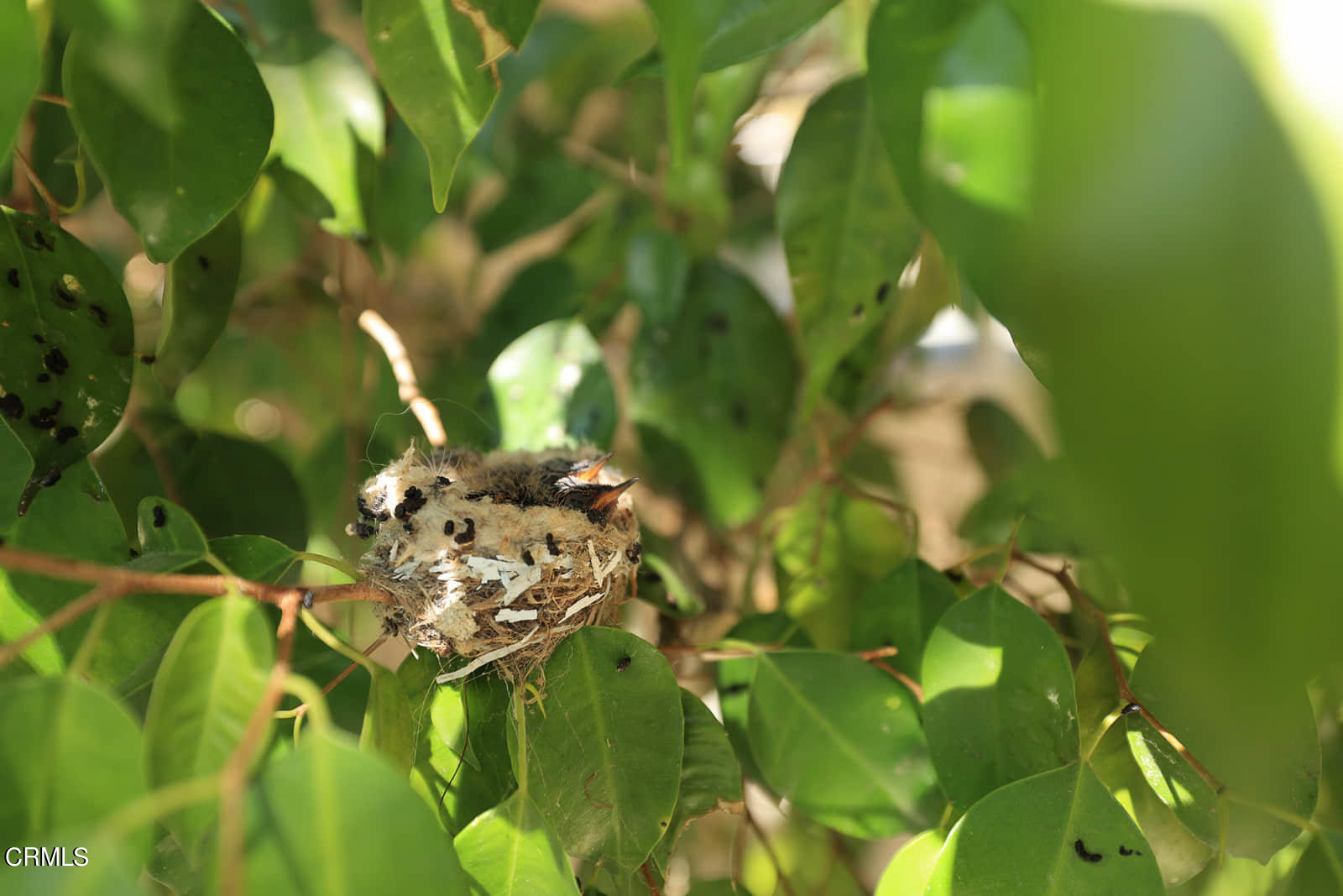 2844 Alta Terrace La Crescenta, CA 91214 - Photo 51 of 61 MLS_53