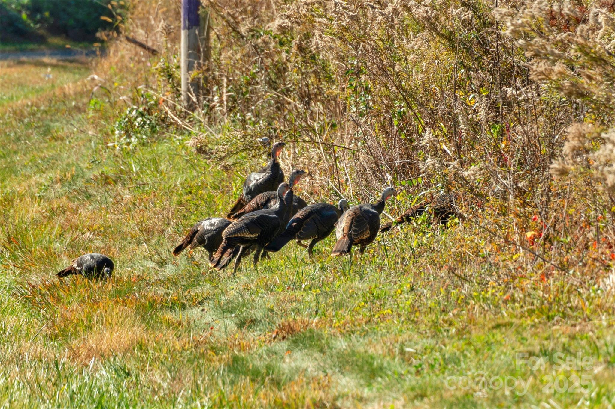0 Bud Davis Road, Unit 5 Vale, NC 28168 - Photo 3 of 27 a picture of a tree