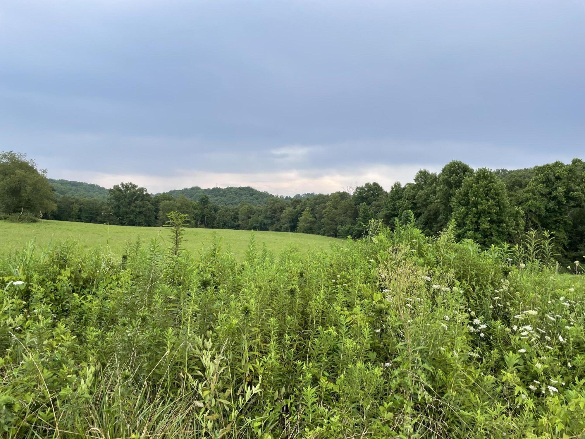 Ben Smith Road Robbins, TN 37852 - Photo 3 of 11 IMG_5120