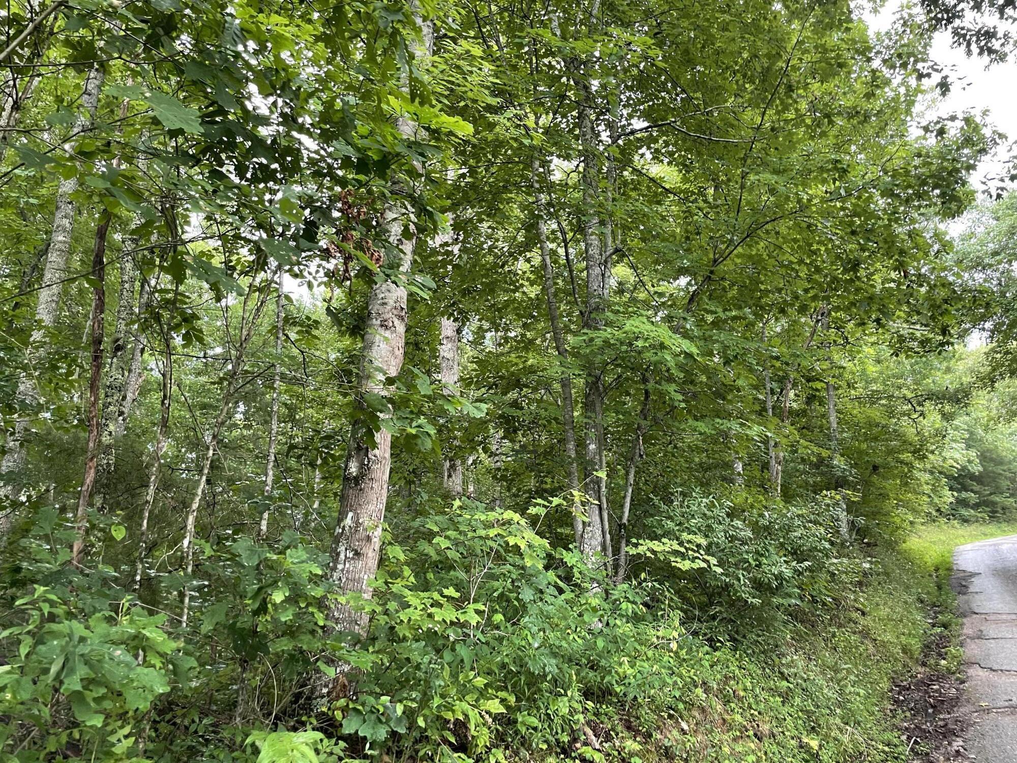 Ben Smith Road Robbins, TN 37852 - Photo 4 of 11 IMG_5122