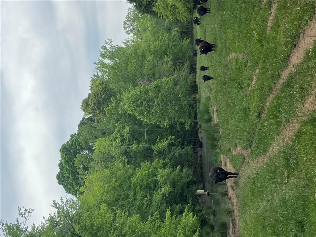 107 Humphrey Wright Road Honea Path, SC 29654 - Photo 15 of 23 Expansive pastures meet a tranquil tree line, offering serene rural vistas.