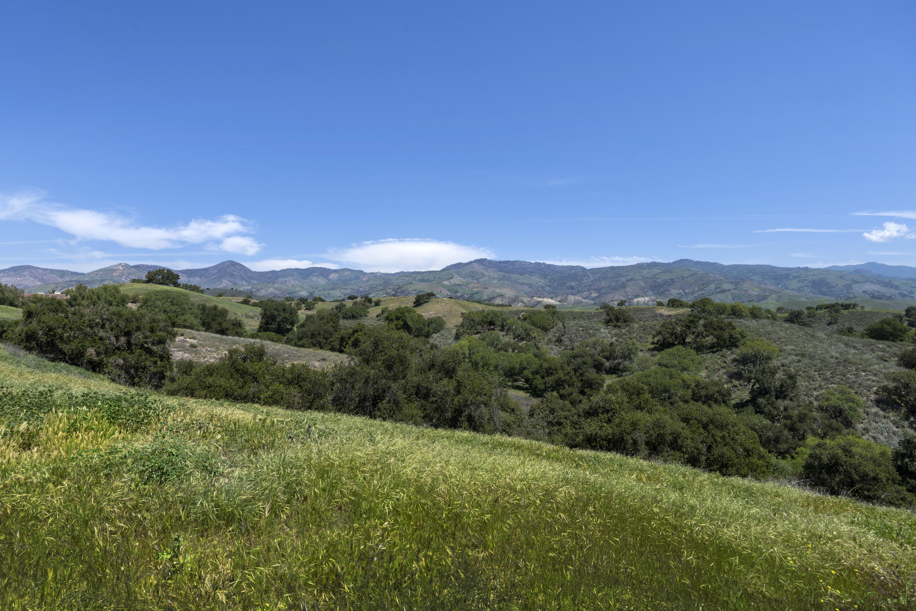 3776 Live Oak Road Santa Ynez, CA 93460 - Photo 24 of 36 a view of a lush green forest with lots of trees