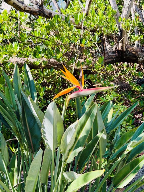 848 Evergreen Way Longboat Key, FL 34228 - Photo 49 of 66 a close up of a plant