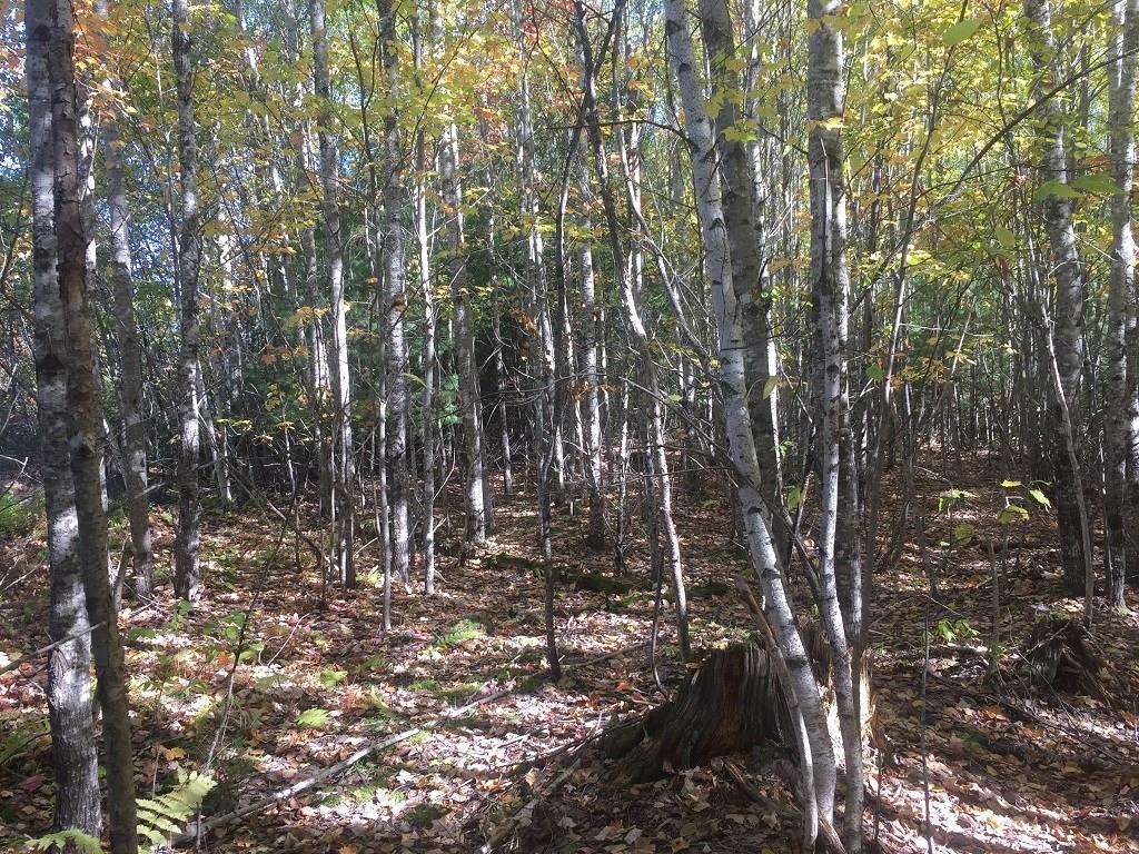 0 Goulds Ridge Road Passadumkeag, ME 04475 - Photo 6 of 20 Photo
