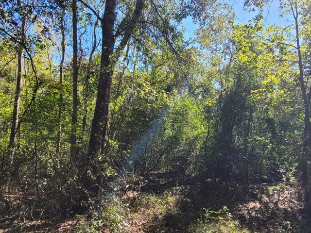 a view of a forest with lots of trees