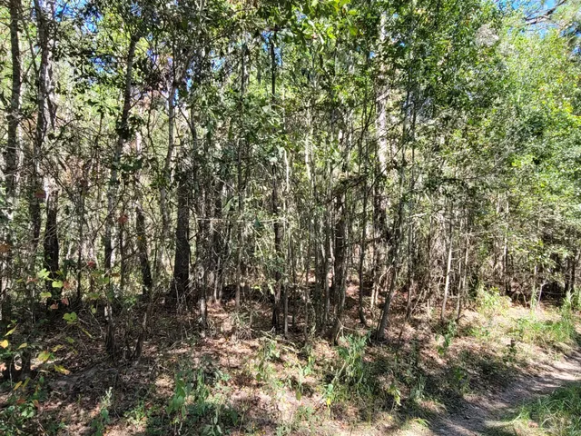 a view of a yard with a tree