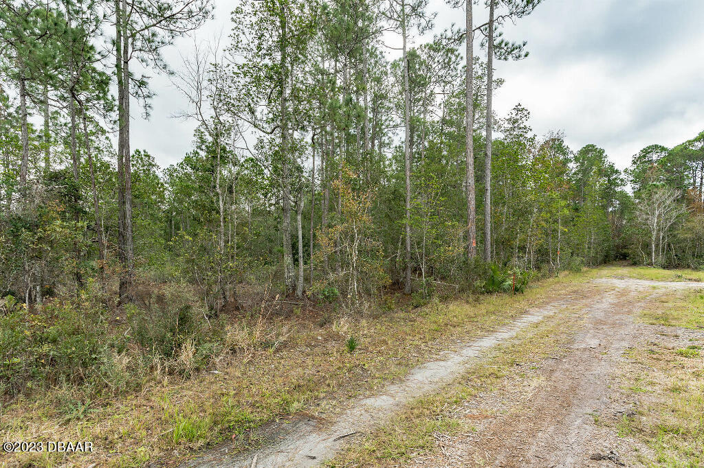 721 Old Bubbly Road Pierson, FL 32180 - Photo 2 of 12 a view of a forest with trees