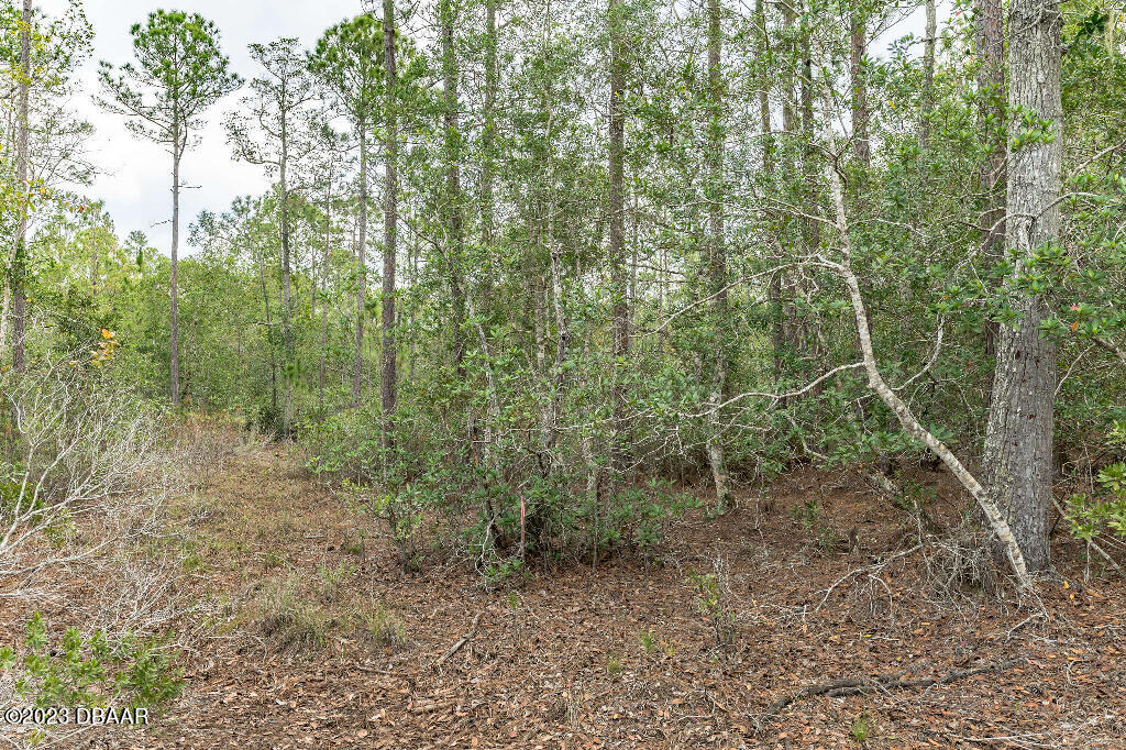 721 Old Bubbly Road Pierson, FL 32180 - Photo 3 of 12 a view of a forest with trees in front of it