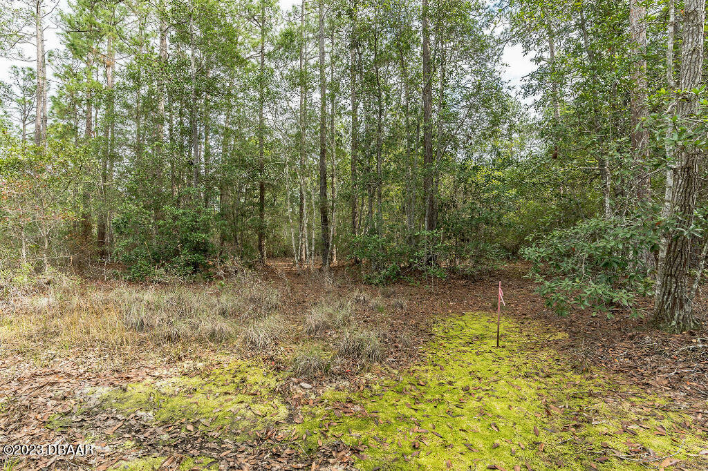 721 Old Bubbly Road Pierson, FL 32180 - Photo 4 of 12 a view of a forest with trees in the background