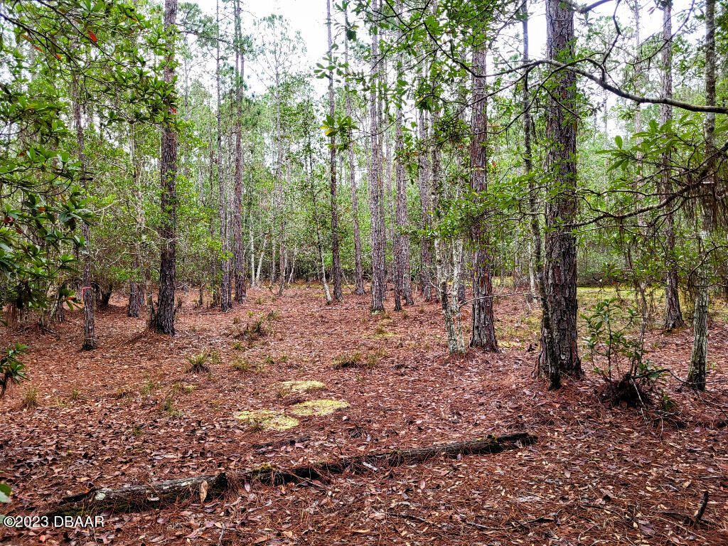 721 Old Bubbly Road Pierson, FL 32180 - Photo 5 of 12 a view of outdoor space with lots of trees