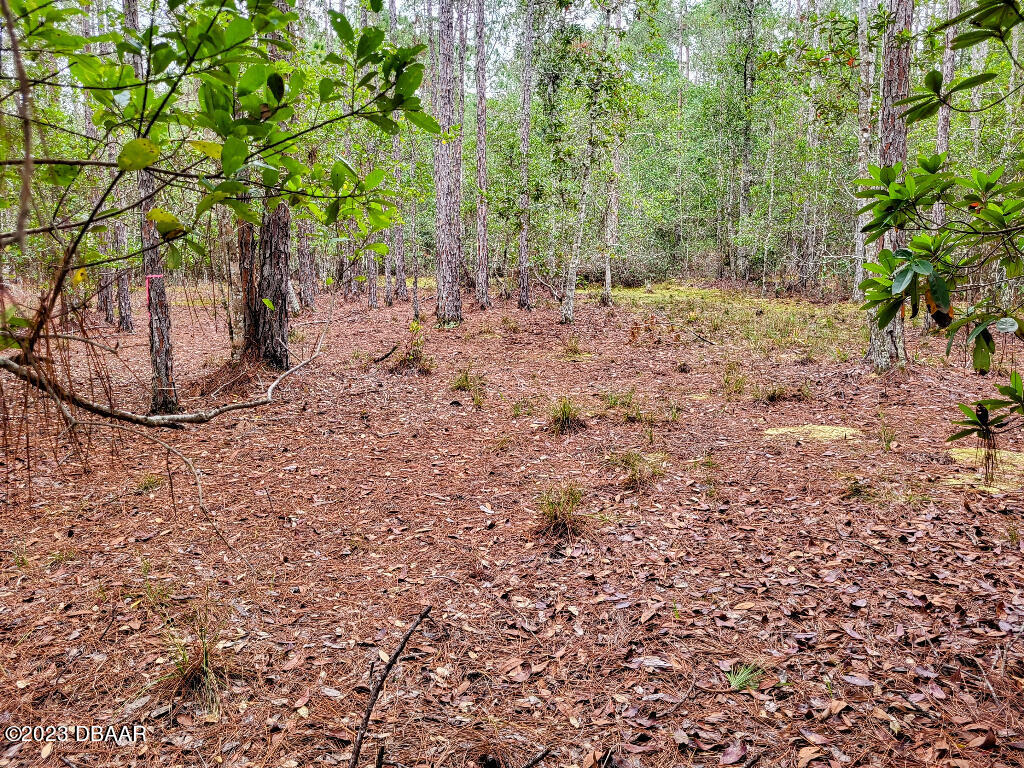 721 Old Bubbly Road Pierson, FL 32180 - Photo 6 of 12 a view of a yard