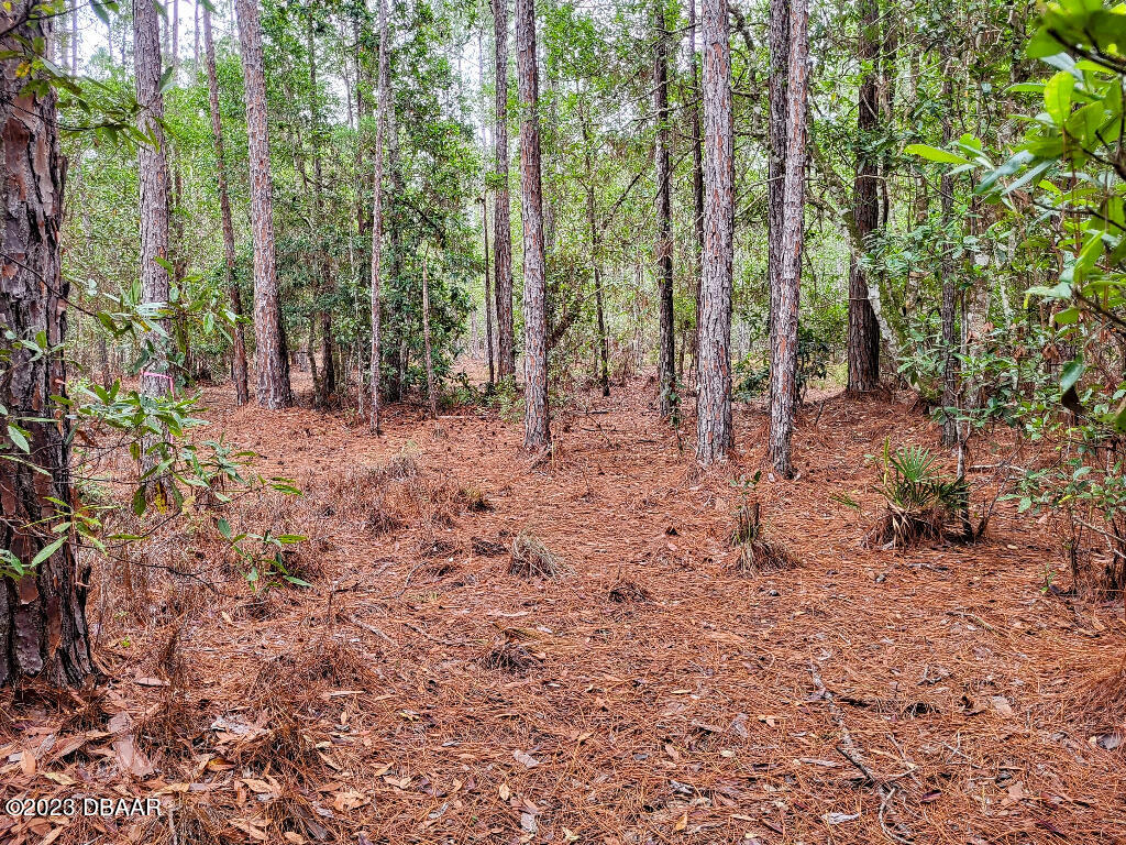 721 Old Bubbly Road Pierson, FL 32180 - Photo 7 of 12 a view of a forest with trees in the background