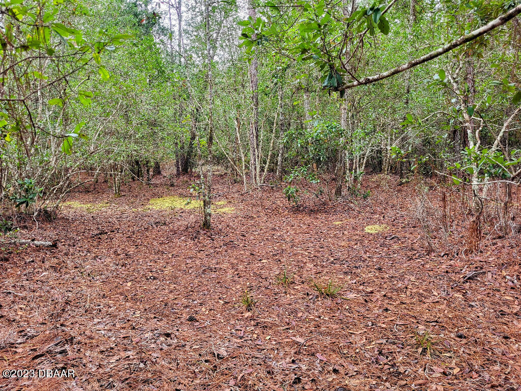 721 Old Bubbly Road Pierson, FL 32180 - Photo 8 of 12 a view of a yard with a tree