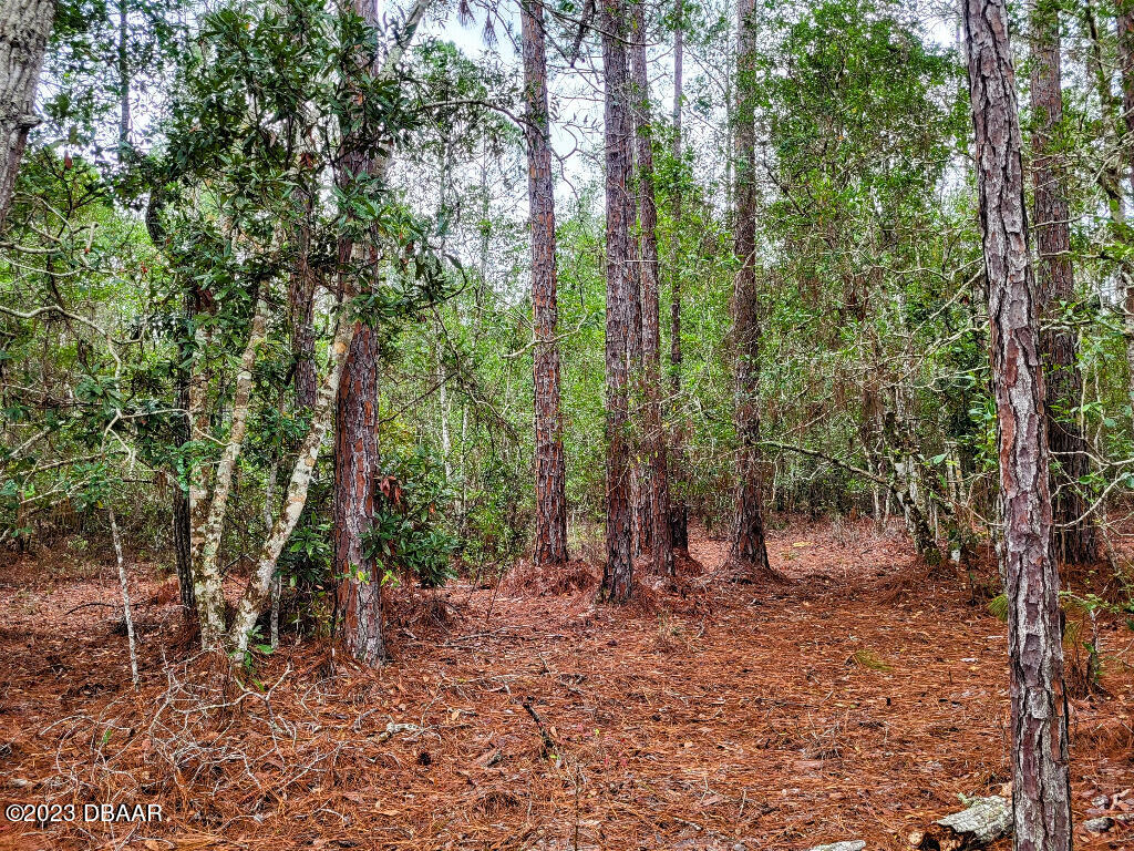 721 Old Bubbly Road Pierson, FL 32180 - Photo 9 of 12 a view of a forest with trees in the background