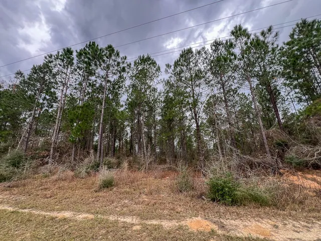 a view of a yard with plants and trees