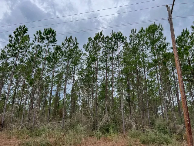 a view of a yard with a tree