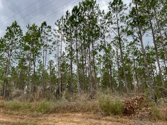 a view of a forest with trees in front of it