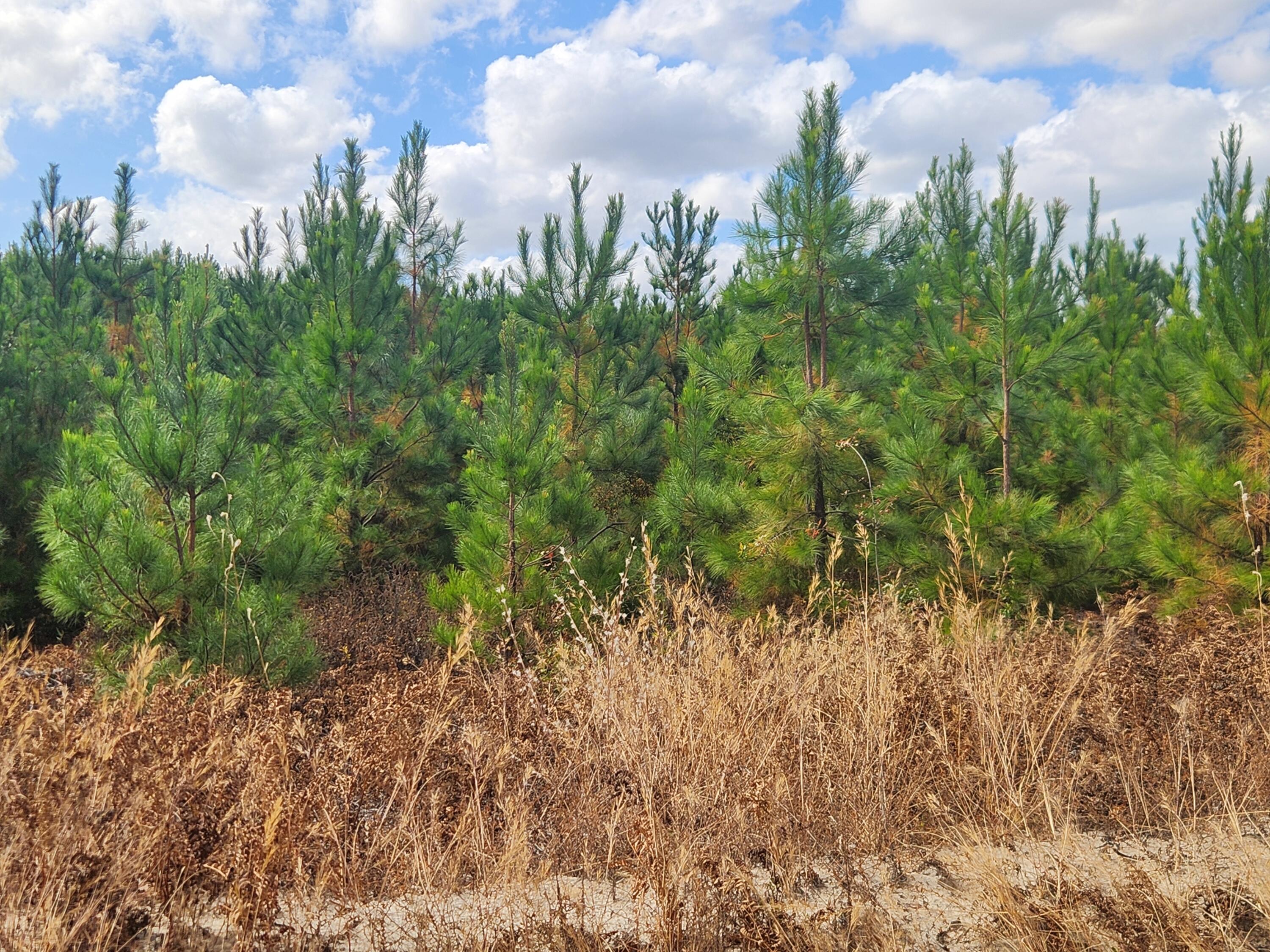 10 Kelly Day Road Pelion, SC 29123 - Photo 12 of 14 20241031_134205