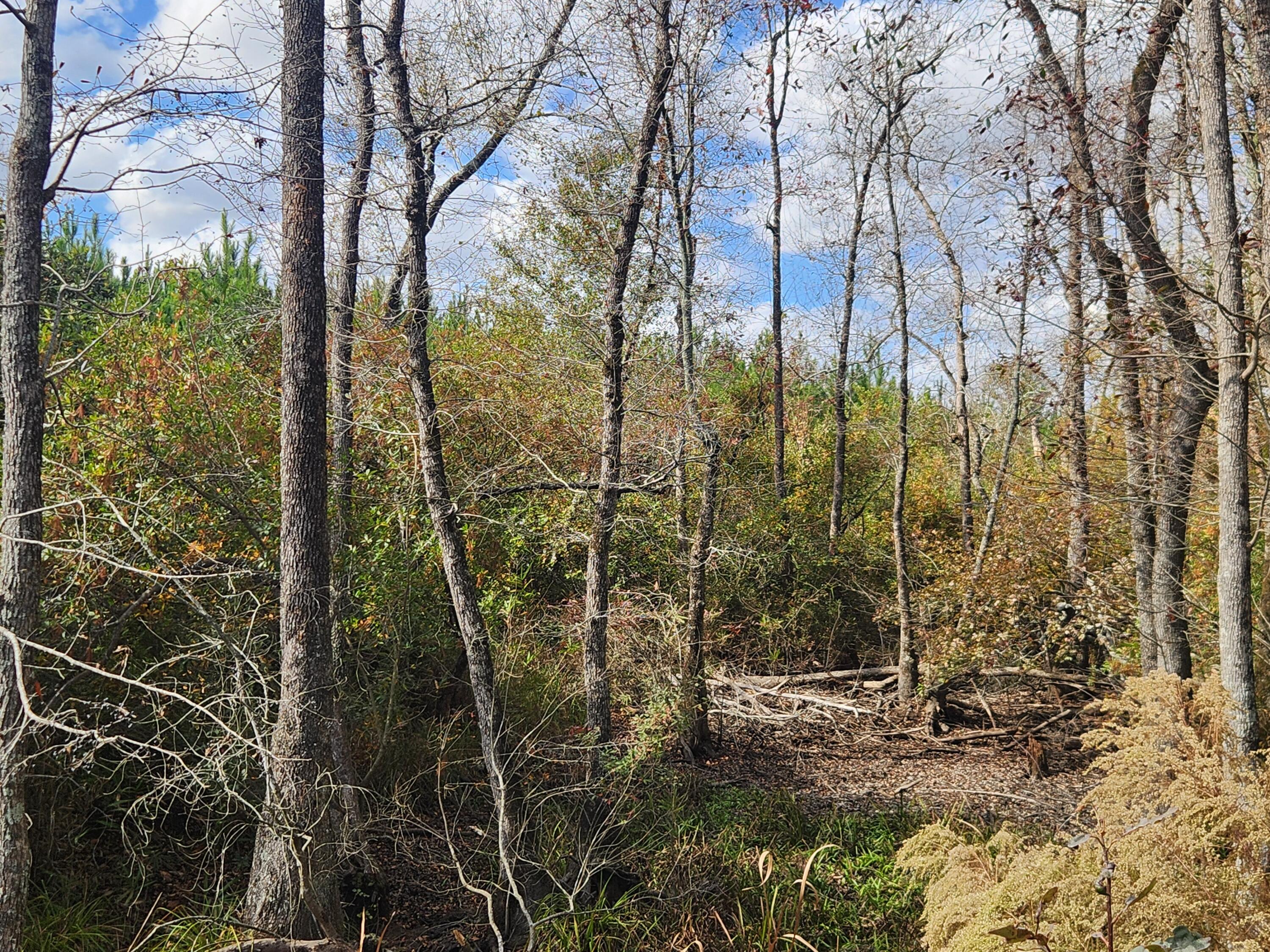 10 Kelly Day Road Pelion, SC 29123 - Photo 3 of 14 20241031_134239