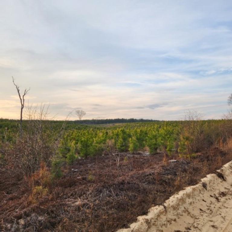 10 Kelly Day Road Pelion, SC 29123 - Photo 5 of 14 20230208_173803