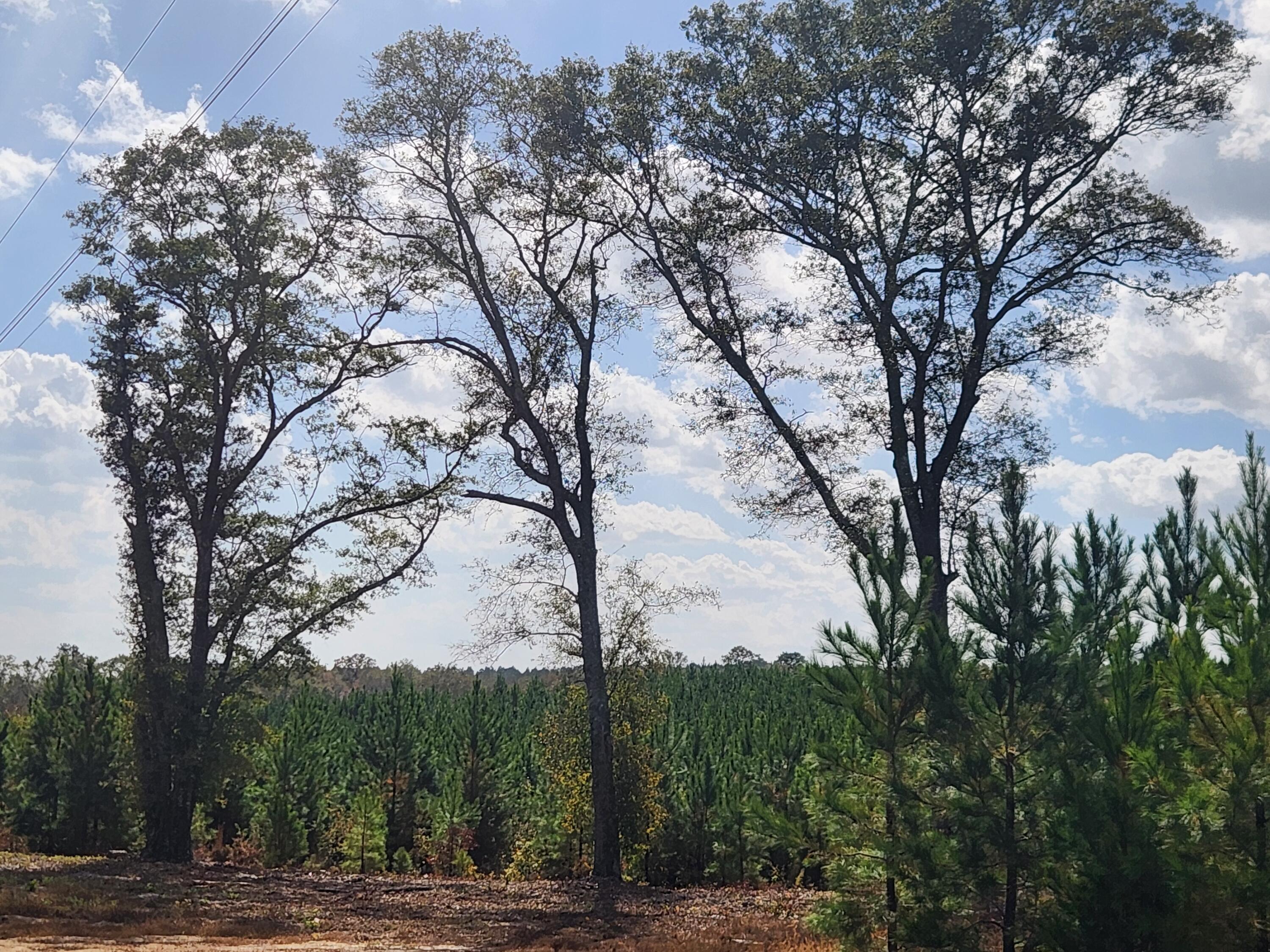 10 Kelly Day Road Pelion, SC 29123 - Photo 8 of 14 20241031_133508