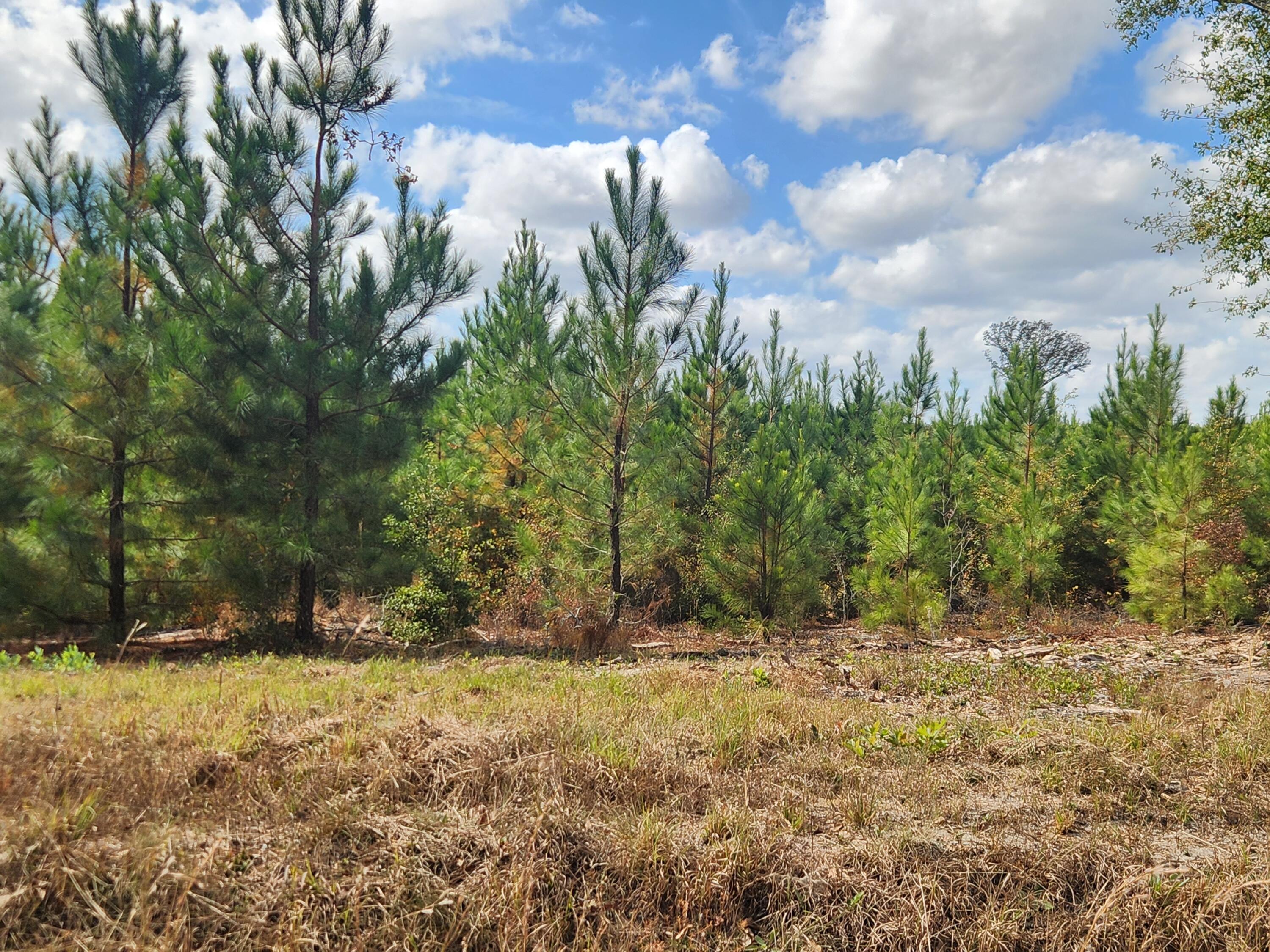 10 Kelly Day Road Pelion, SC 29123 - Photo 9 of 14 20241031_133930