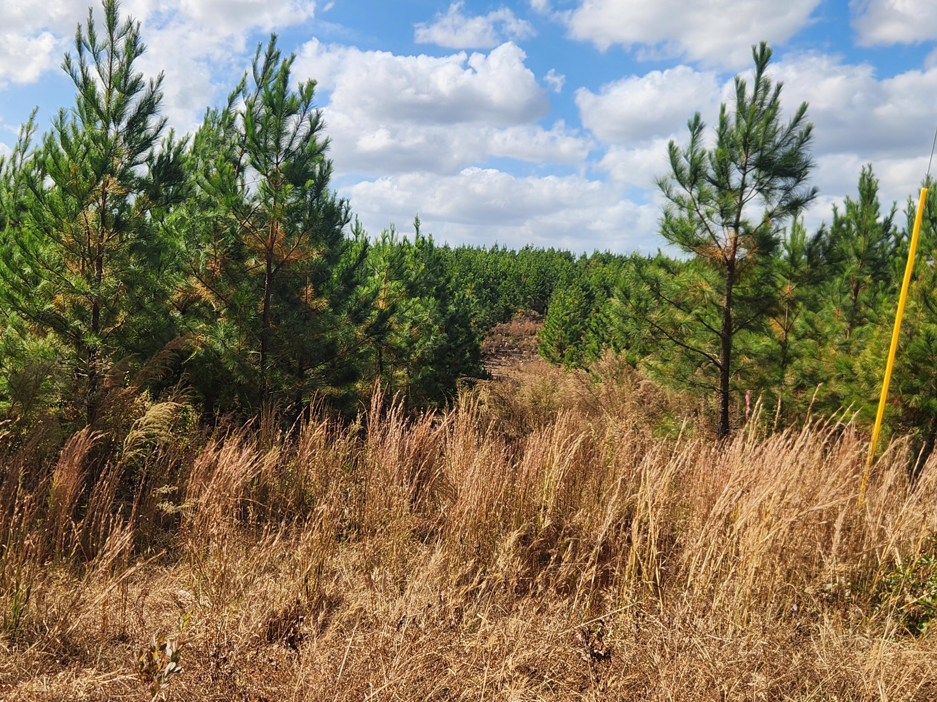 10 Kelly Day Road Pelion, SC 29123 - Photo 10 of 14 20241031_133950