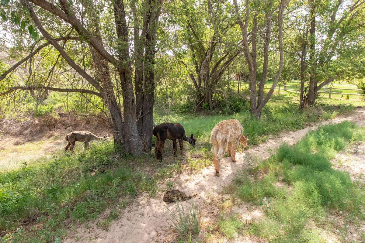21401 Hope Road Canyon, TX 79015 - Photo 113 of 121 21401_Hope_Rd_044_Alpacas