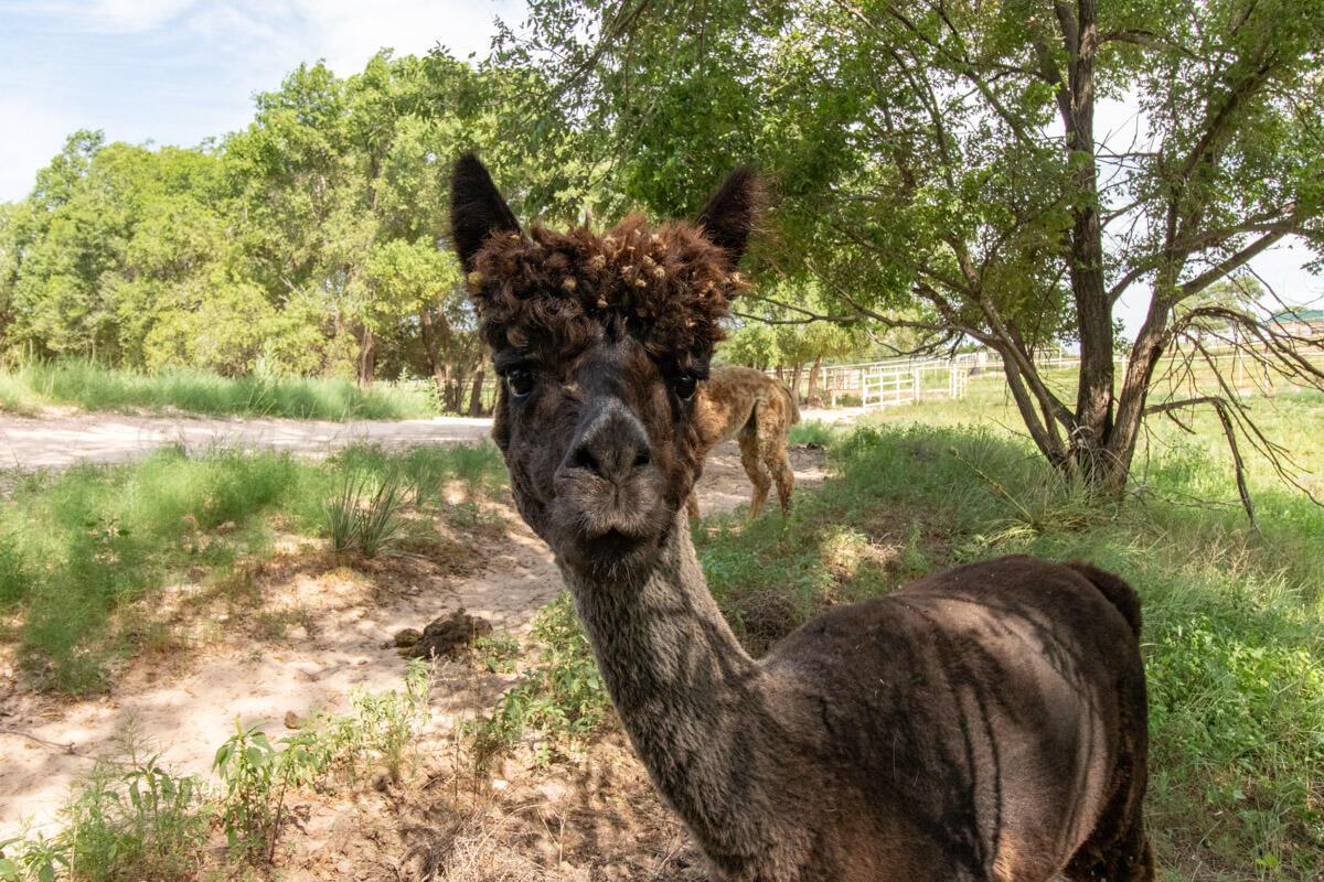 21401 Hope Road Canyon, TX 79015 - Photo 117 of 121 21401_Hope_Rd_043_Alpaca