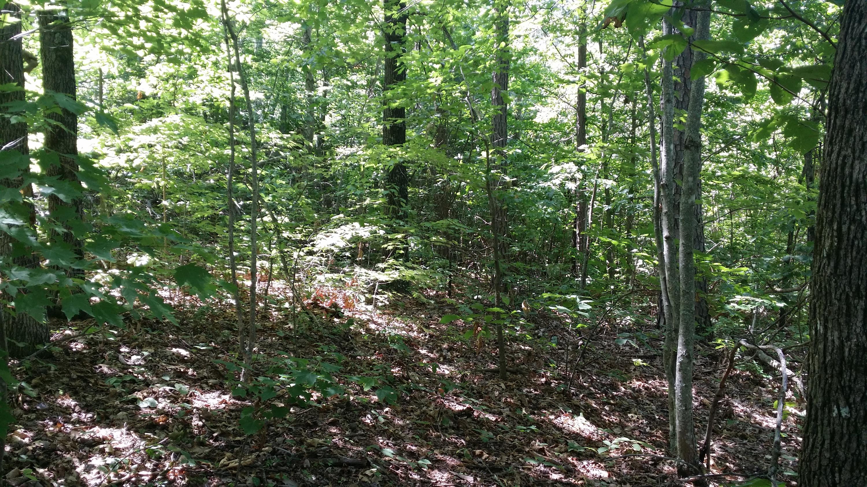 Lloyd Rick Road Dandridge, TN 37725 - Photo 1 of 6 Primary