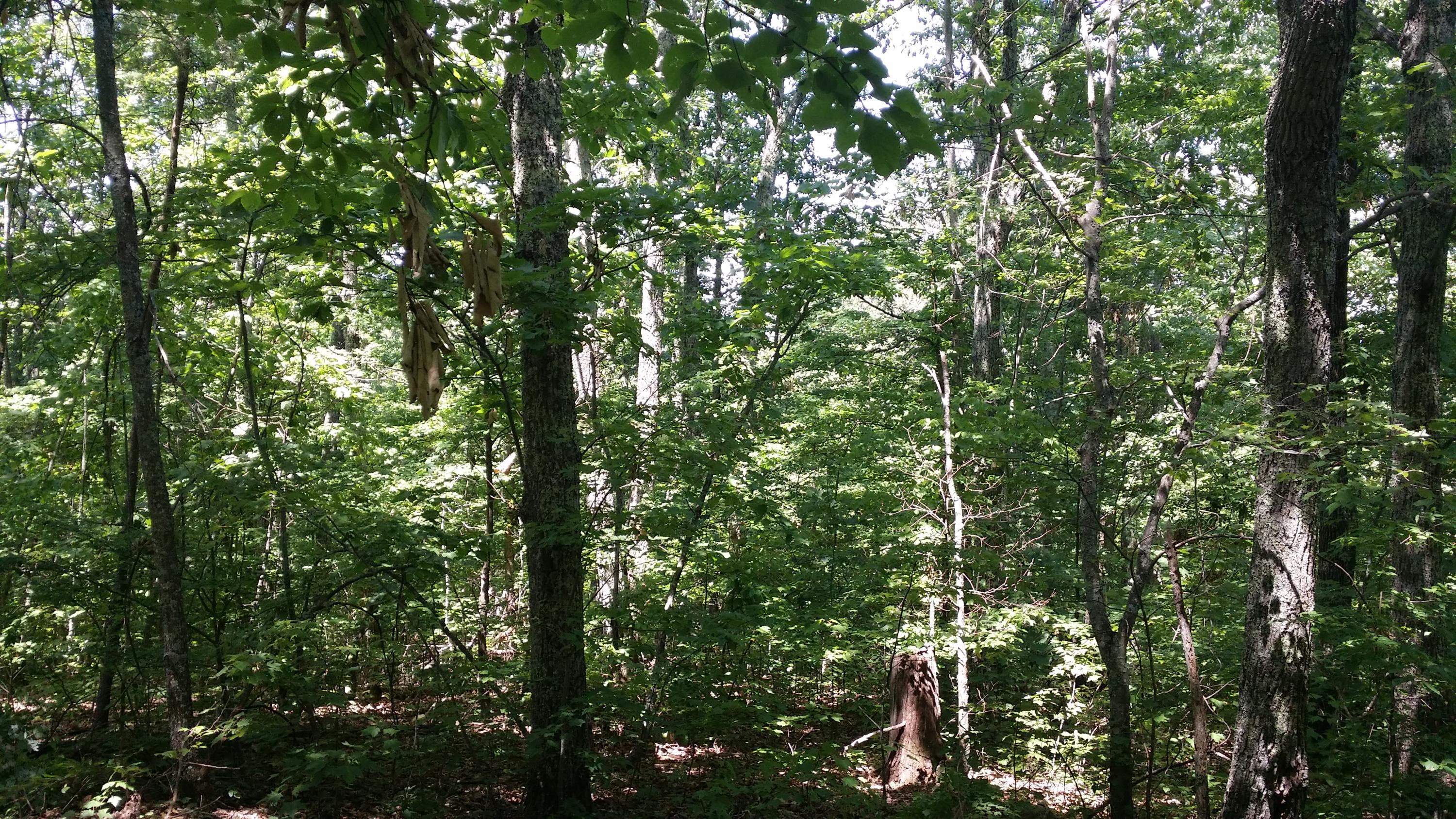 Lloyd Rick Road Dandridge, TN 37725 - Photo 2 of 6 20160701_121253