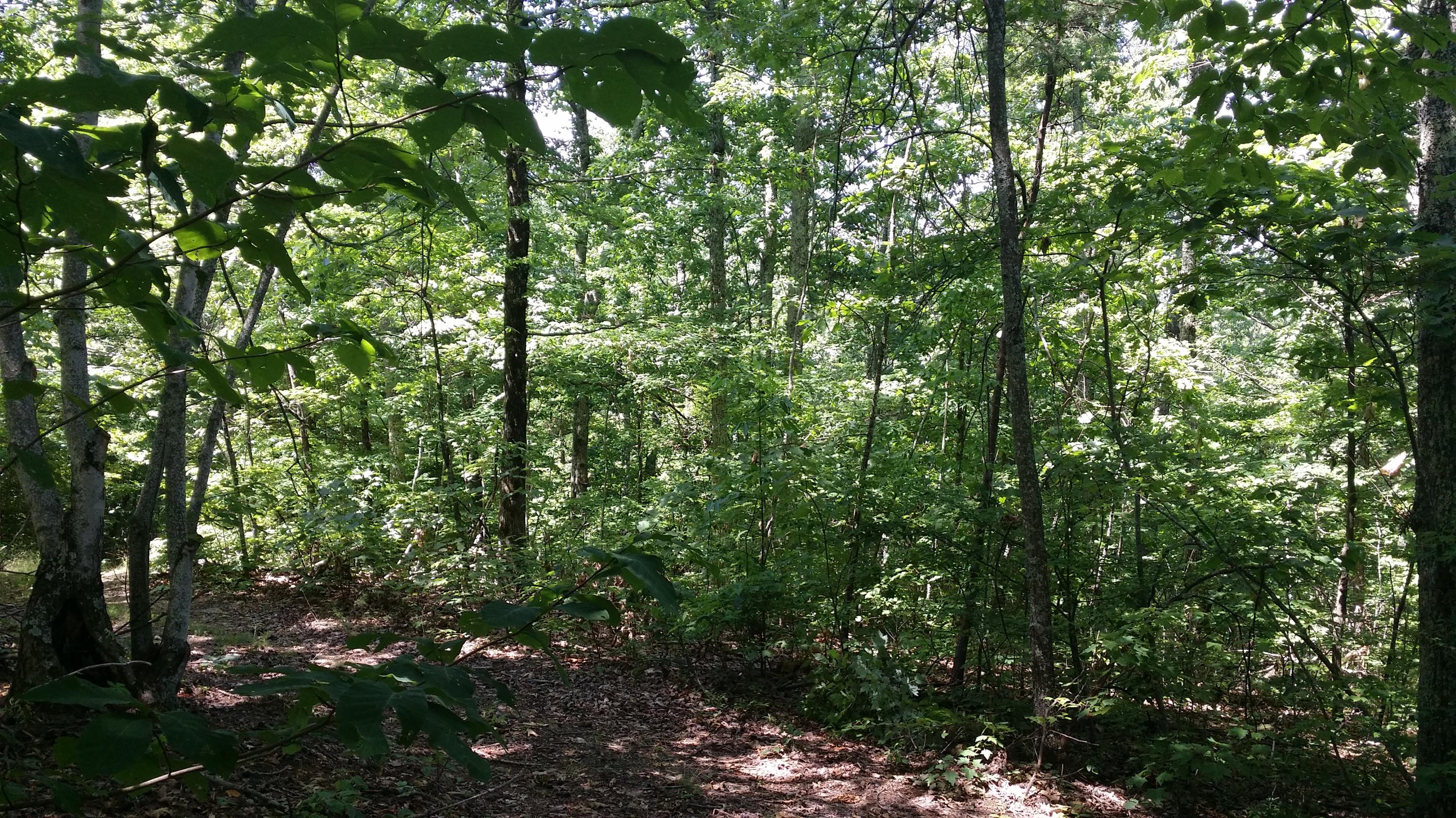 Lloyd Rick Road Dandridge, TN 37725 - Photo 3 of 6 20160701_121301