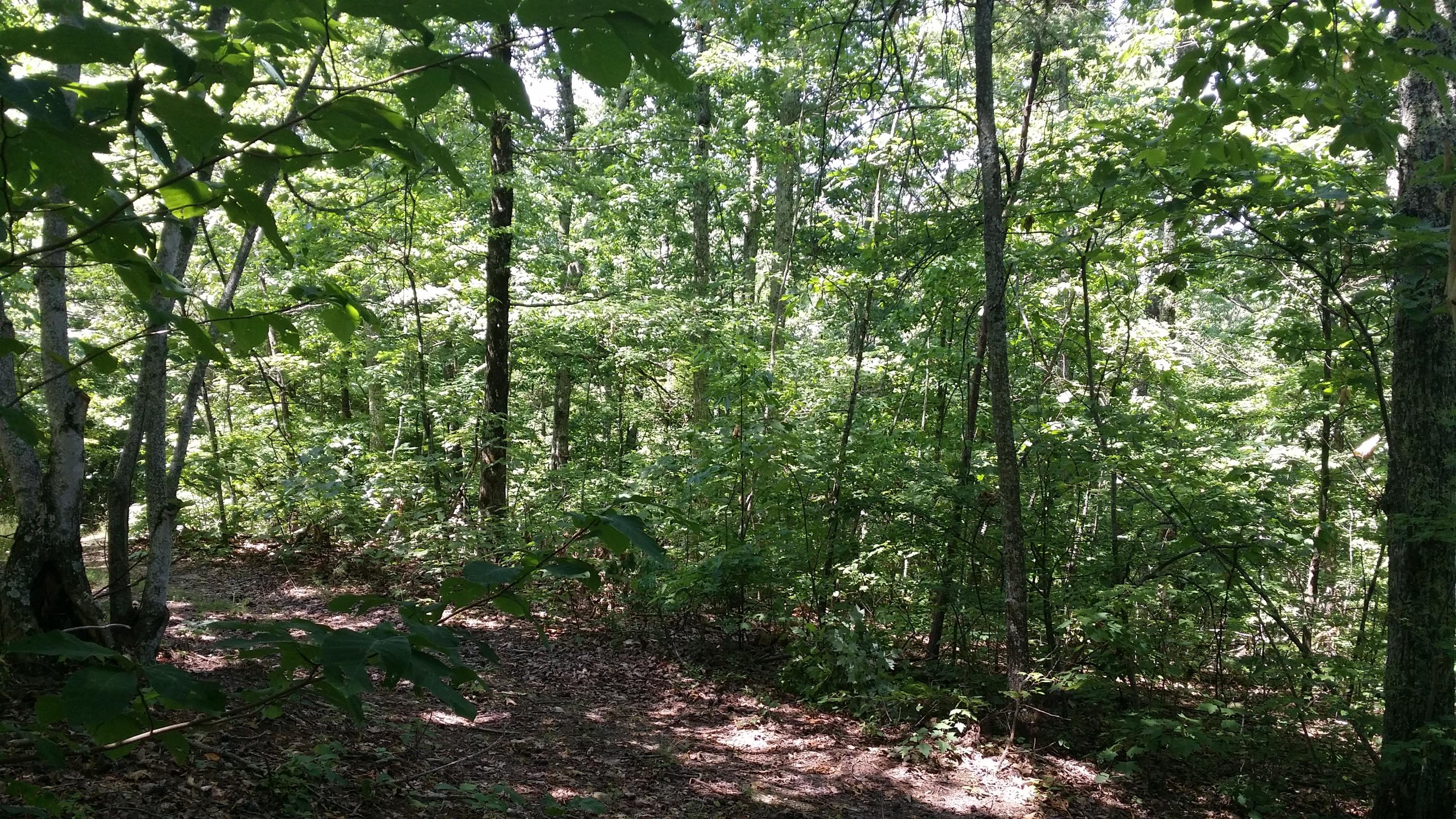 Lloyd Rick Road Dandridge, TN 37725 - Photo 6 of 6 20160701_121305