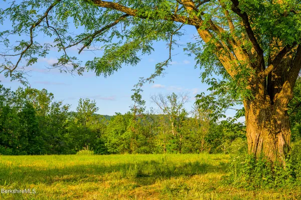 a view of a yard with a tree