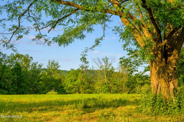 a view of a yard with a tree