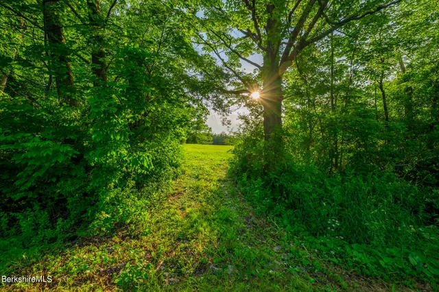 a view of a lush green forest