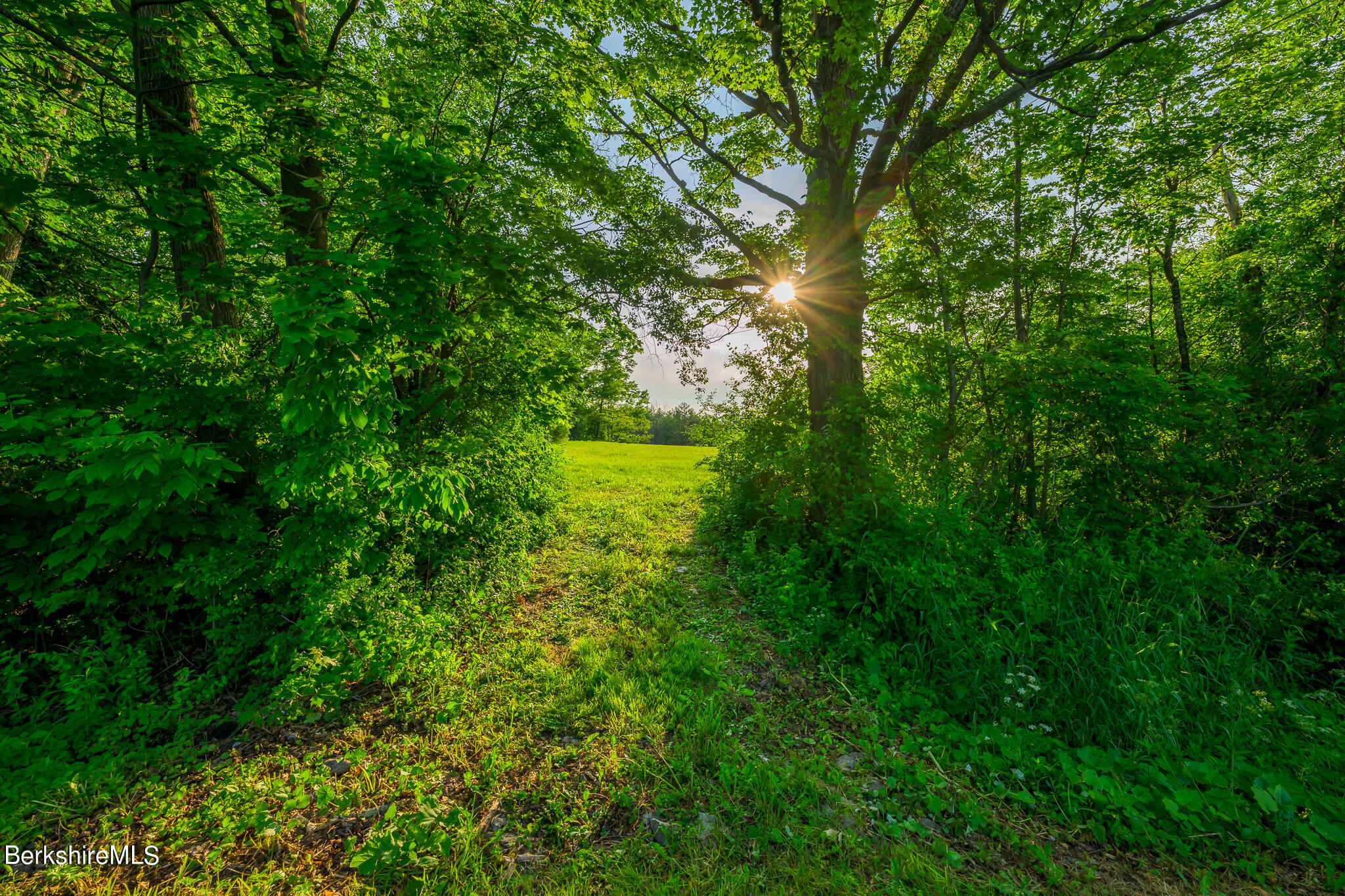 0 East Street Lenox, MA 01240 - Photo 6 of 9 a view of a lush green forest