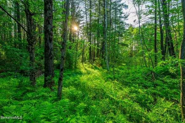 a view of a lush green forest