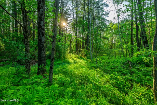 a view of a lush green forest